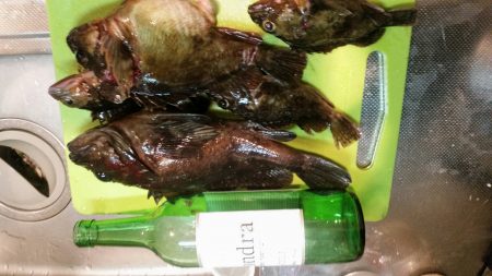 小浜港　ぶっこみ釣りでガシラ